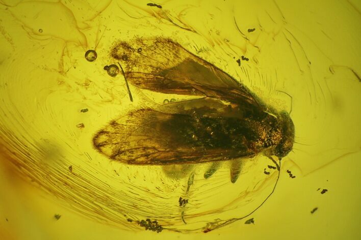 Detailed Fossil Barklouse (Psocodea) In Baltic Amber